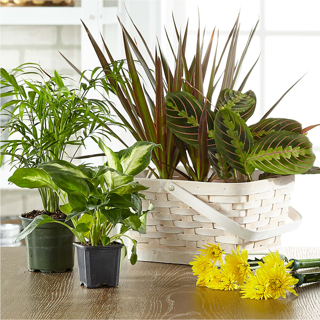 Florist Designed Blooming and Green Plants in a Basket – HILL'S FLOWERS AND EVENTS, San Jose CA