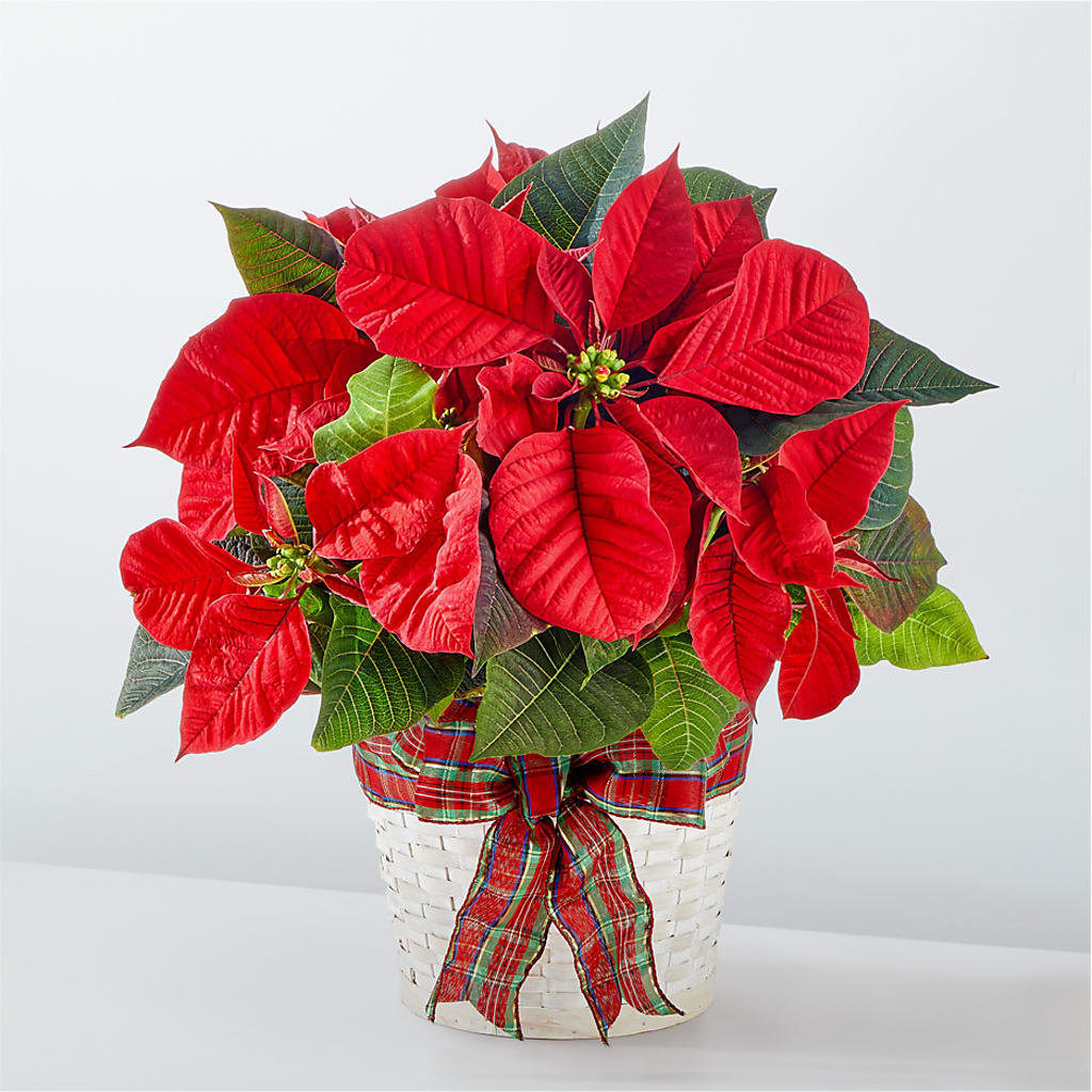 Happiest Holidays Poinsettia – HILL'S FLOWERS AND EVENTS, San Jose CA