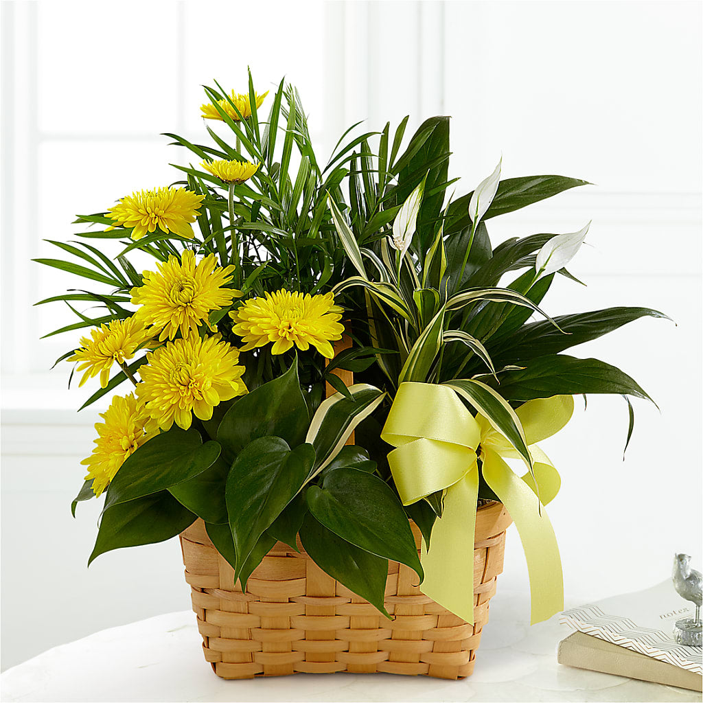 Loving Light Dishgarden – HILL'S FLOWERS AND EVENTS, San Jose CA