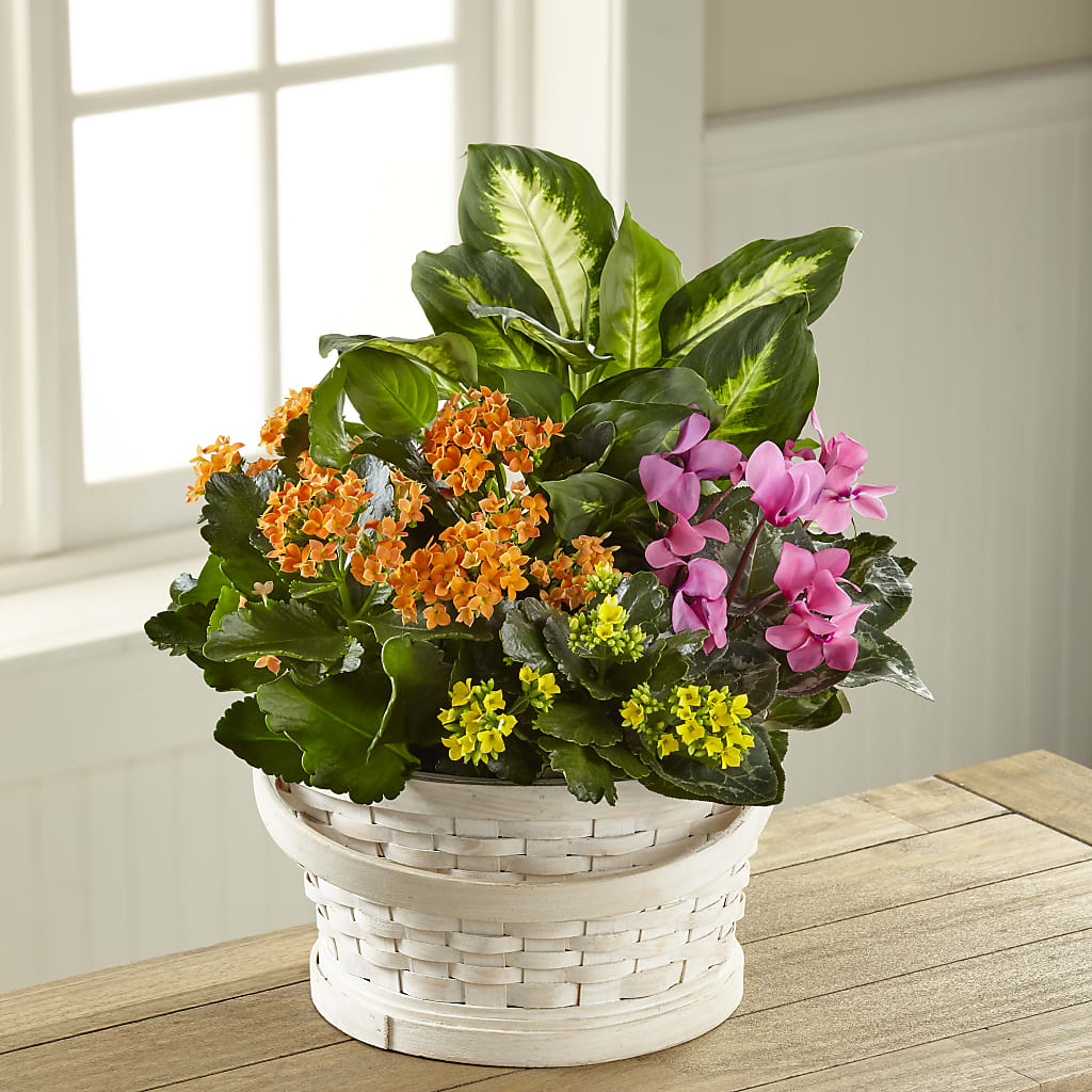 Color Crush Dishgarden – HILL'S FLOWERS AND EVENTS, San Jose CA