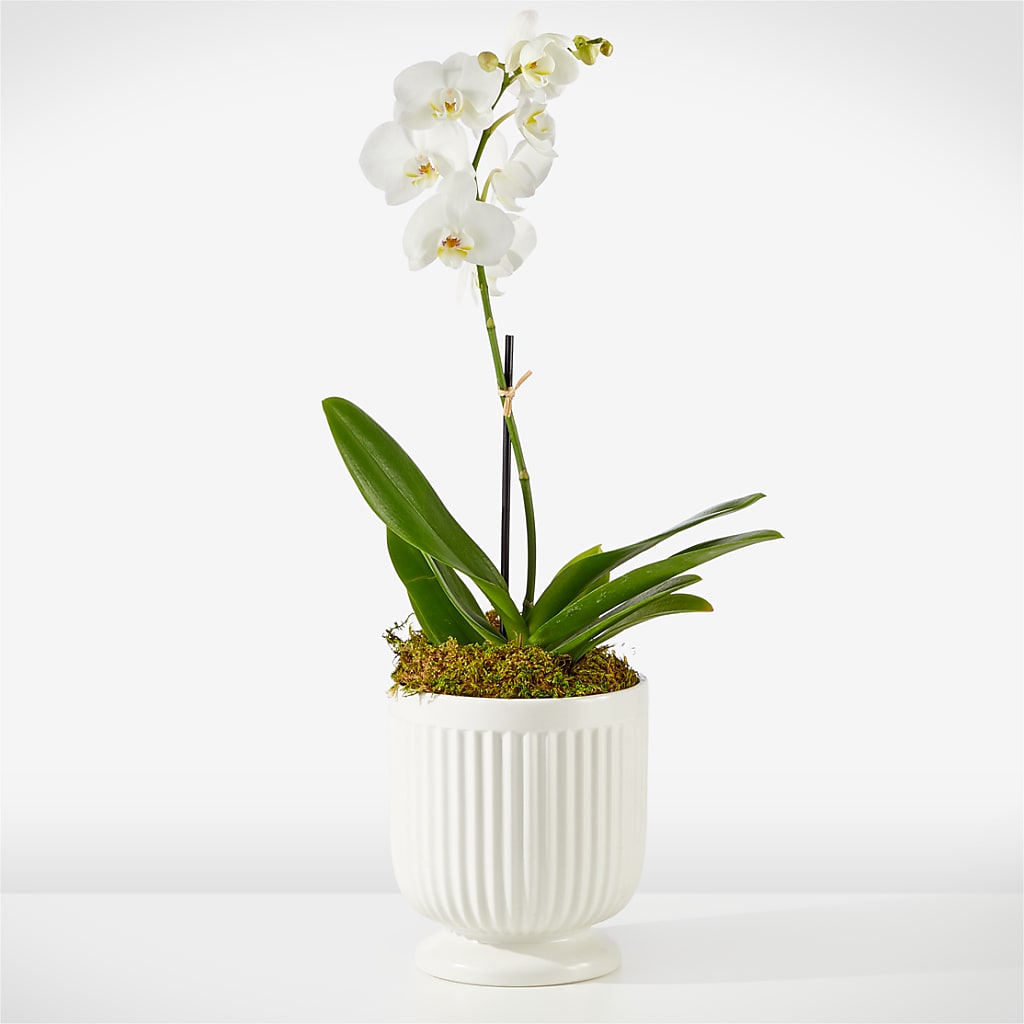 Whispering White Orchid – HILL'S FLOWERS AND EVENTS, San Jose CA