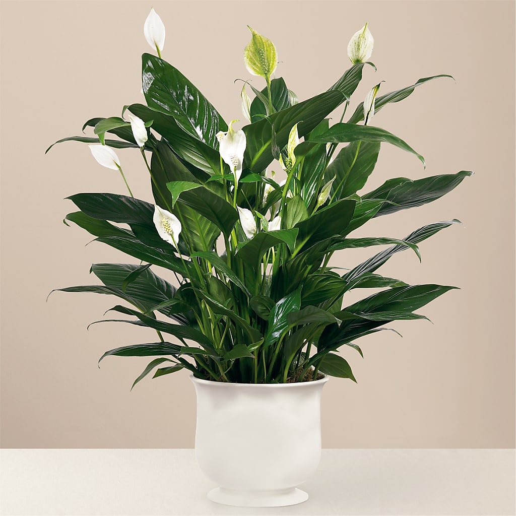 Comfort Planter – HILL'S FLOWERS AND EVENTS, San Jose CA
