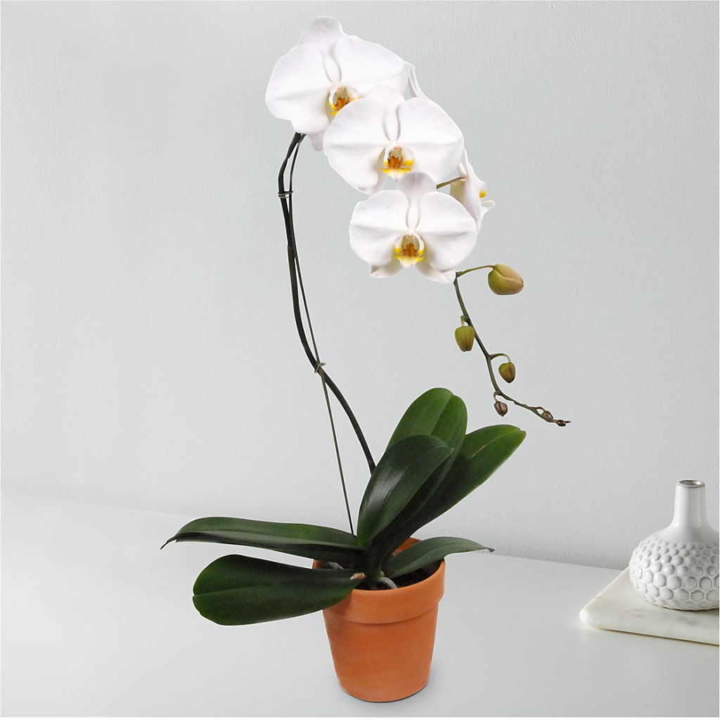 White Cascading Orchid – HILL'S FLOWERS AND EVENTS, San Jose CA