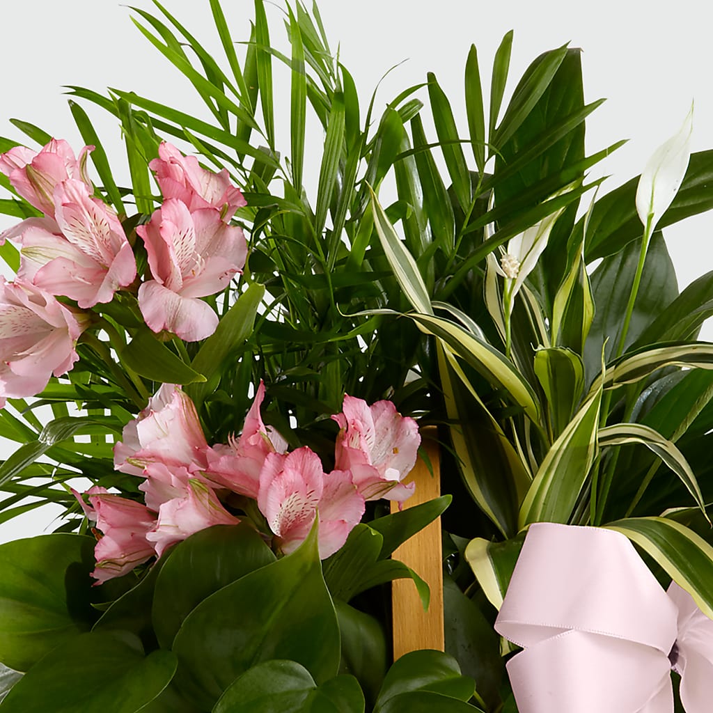 Living Spirit Dishgarden – HILL'S FLOWERS AND EVENTS, San Jose CA