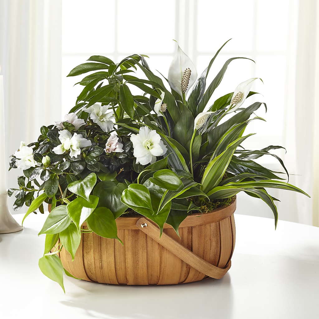 Serene Dishgarden – HILL'S FLOWERS AND EVENTS, San Jose CA