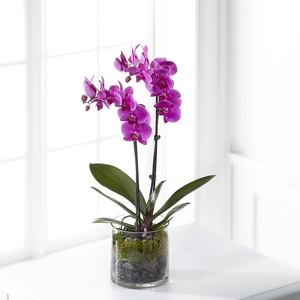 Pink Orchid Plant – HILL'S FLOWERS AND EVENTS, San Jose CA