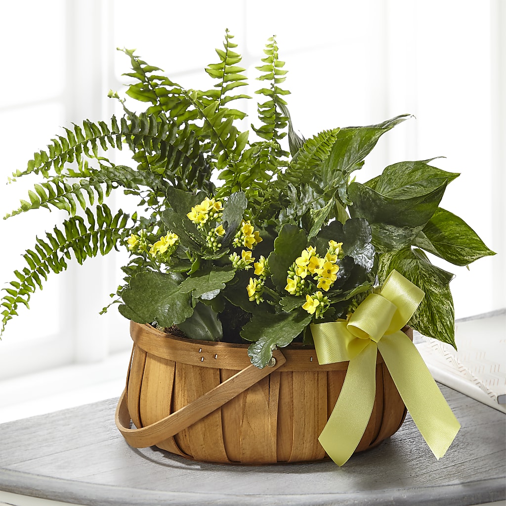 Always Dear Dishgarden – HILL'S FLOWERS AND EVENTS, San Jose CA