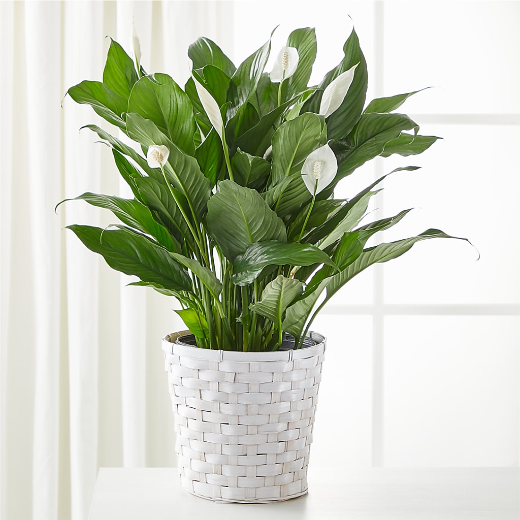 A New Leaf Peace Lily – HILL'S FLOWERS AND EVENTS, San Jose CA