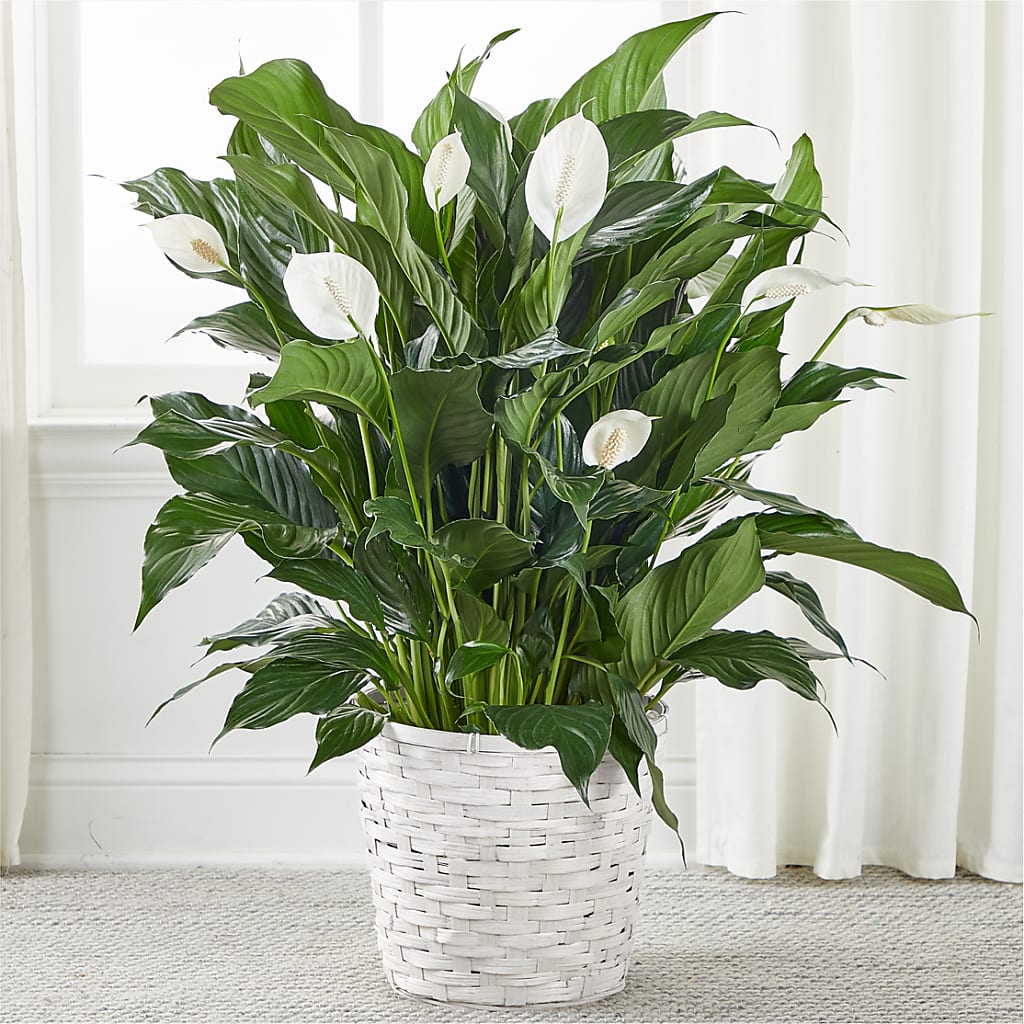 A New Leaf Peace Lily – HILL'S FLOWERS AND EVENTS, San Jose CA
