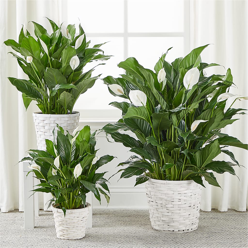 A New Leaf Peace Lily – HILL'S FLOWERS AND EVENTS, San Jose CA