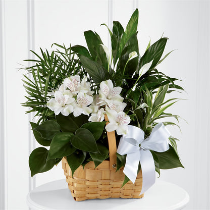 Peace & Serenity Dishgarden – HILL'S FLOWERS AND EVENTS, San Jose CA