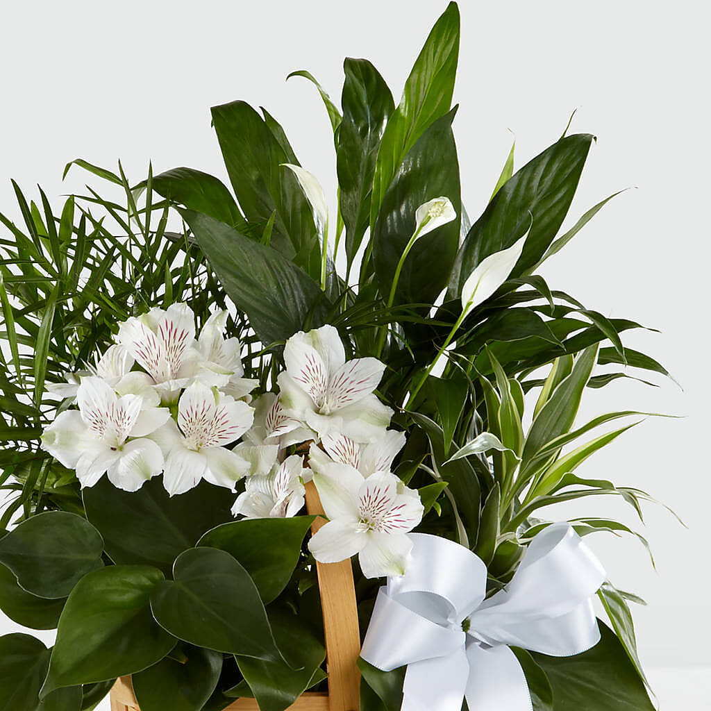 Peace & Serenity Dishgarden – HILL'S FLOWERS AND EVENTS, San Jose CA