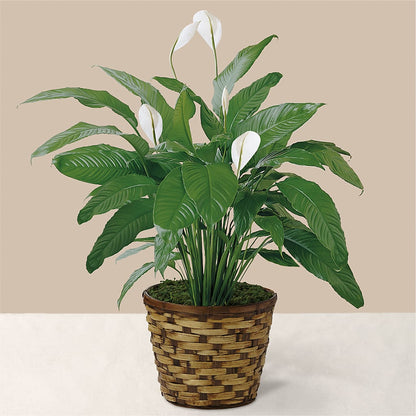 Tranquil Moments Peace Lily Plant – HILL'S FLOWERS AND EVENTS, San Jose CA
