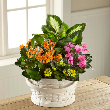 Color Crush Dishgarden – HILL'S FLOWERS AND EVENTS, San Jose CA