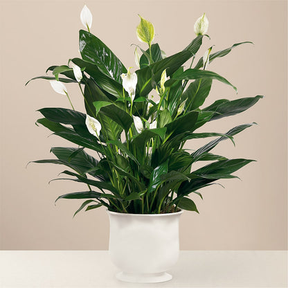 Comfort Planter – HILL'S FLOWERS AND EVENTS, San Jose CA