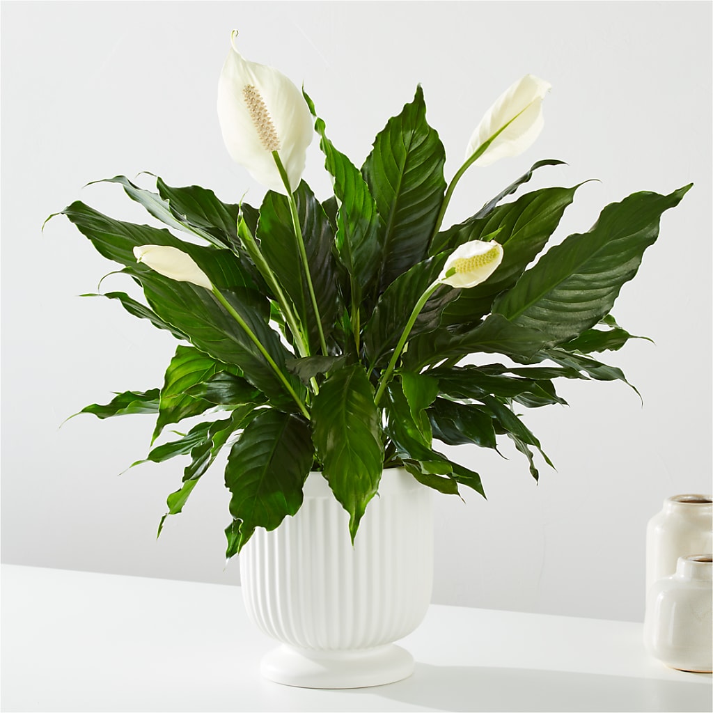 Comfort Planter – HILL'S FLOWERS AND EVENTS, San Jose CA