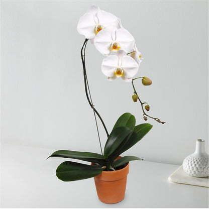 White Cascading Orchid – HILL'S FLOWERS AND EVENTS, San Jose CA