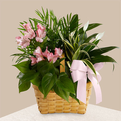 Living Spirit Dishgarden – HILL'S FLOWERS AND EVENTS, San Jose CA