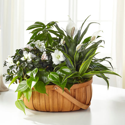 Serene Dishgarden – HILL'S FLOWERS AND EVENTS, San Jose CA