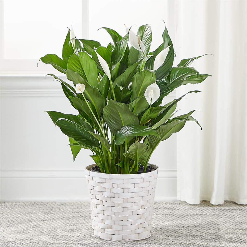 A New Leaf Peace Lily – HILL'S FLOWERS AND EVENTS, San Jose CA