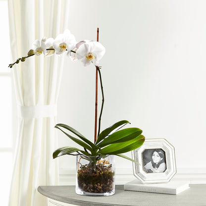 White Orchid Planter – HILL'S FLOWERS AND EVENTS, San Jose CA