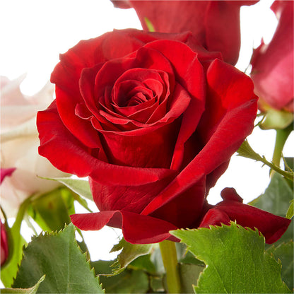 Love Notes Rose Bouquet – HILL'S FLOWERS AND EVENTS, San Jose CA